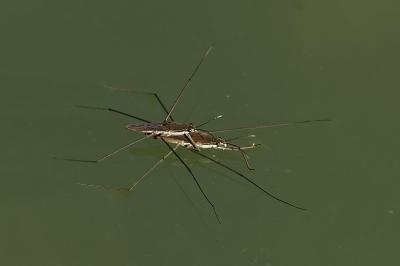 <i>Gerris</i>