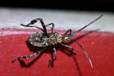 <i>Leptoglossus occidentalis</i>