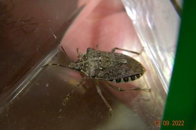 <i>Halyomorpha halys</i>
