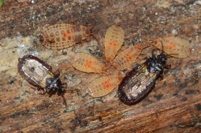 <i>Aneurus laevis</i>