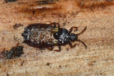 <i>Aneurus avenius</i>