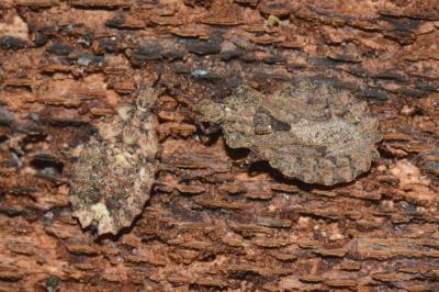 <i>Aradus conspicuus</i>