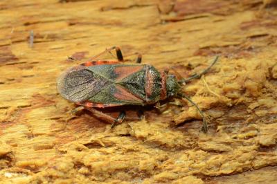 <i>Arocatus melanocephalus</i>