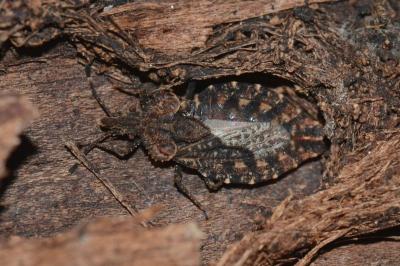 <i>Aradus betulae</i>