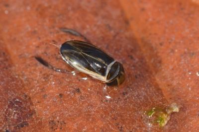 <i>Cymatia coleoptrata</i>
