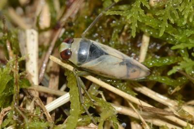 <i>Notonecta viridis</i>