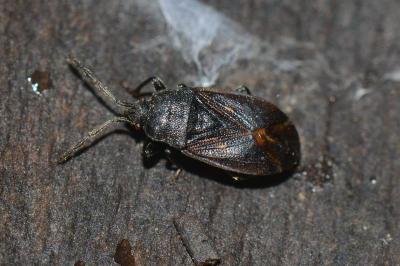 <i>Drymus ryeii</i>