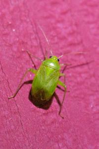 <i>Apolygus spinolae</i>