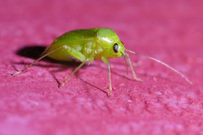 <i>Apolygus spinolae</i>