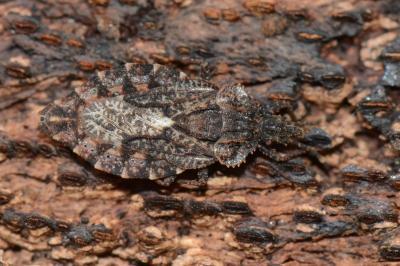 <i>Aradus betulae</i>