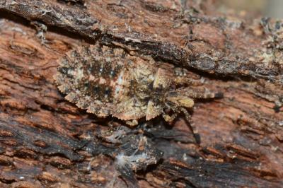<i>Aradus betulae</i>