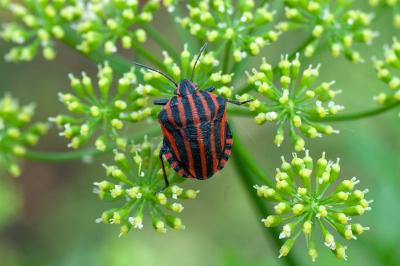<i>Graphosoma italicum</i>
