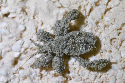 <i>Reduvius personatus</i>
