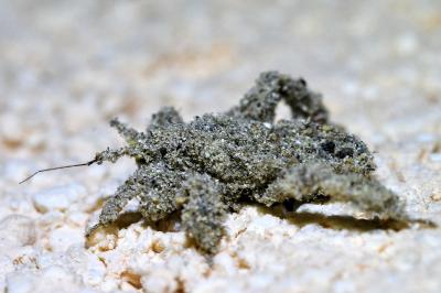<i>Reduvius personatus</i>