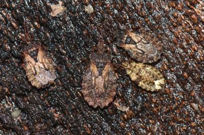 <i>Aradus conspicuus</i>