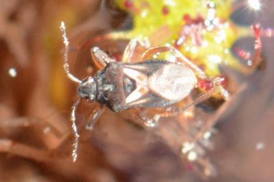 <i>Hebrus pusillus</i>