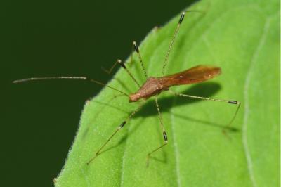 <i>Metatropis rufescens</i>