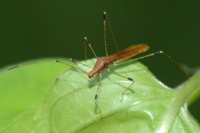 <i>Metatropis rufescens</i>